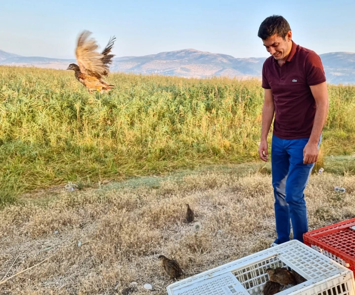 Sülünler doğaya salındı
