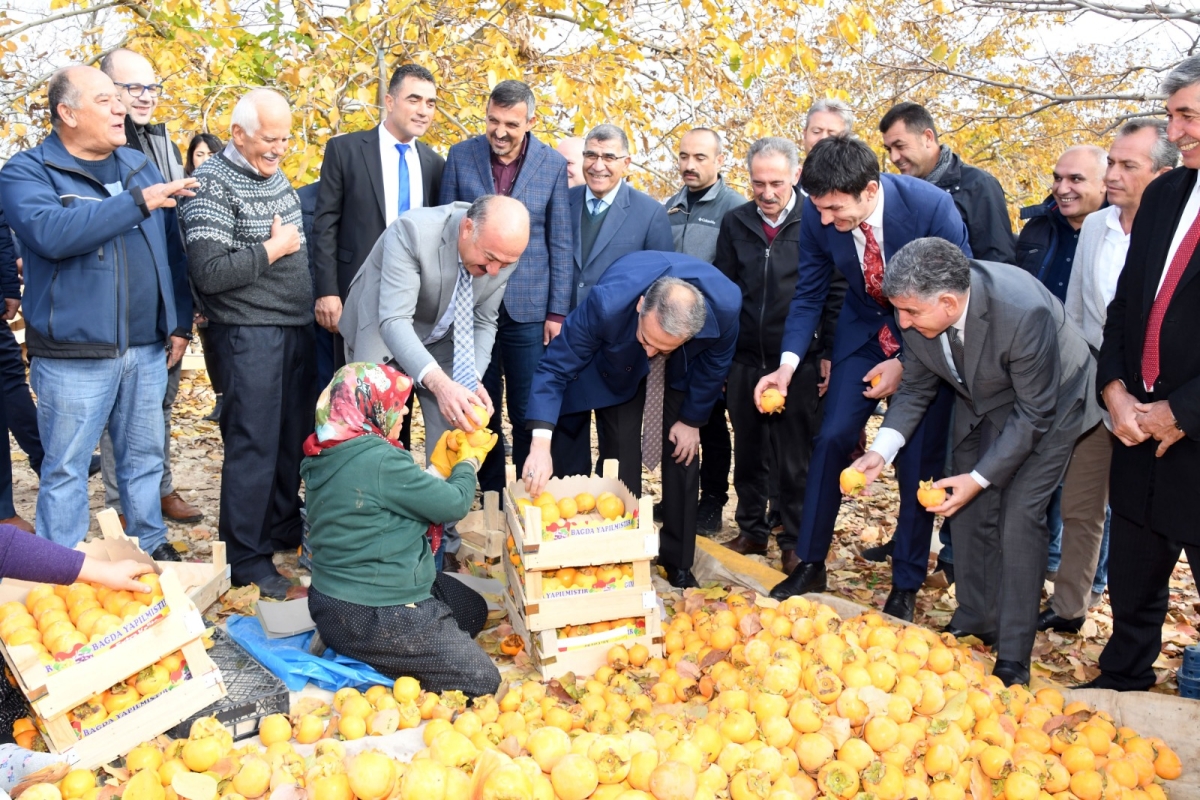 Gölbaşı Hurma Hasadı