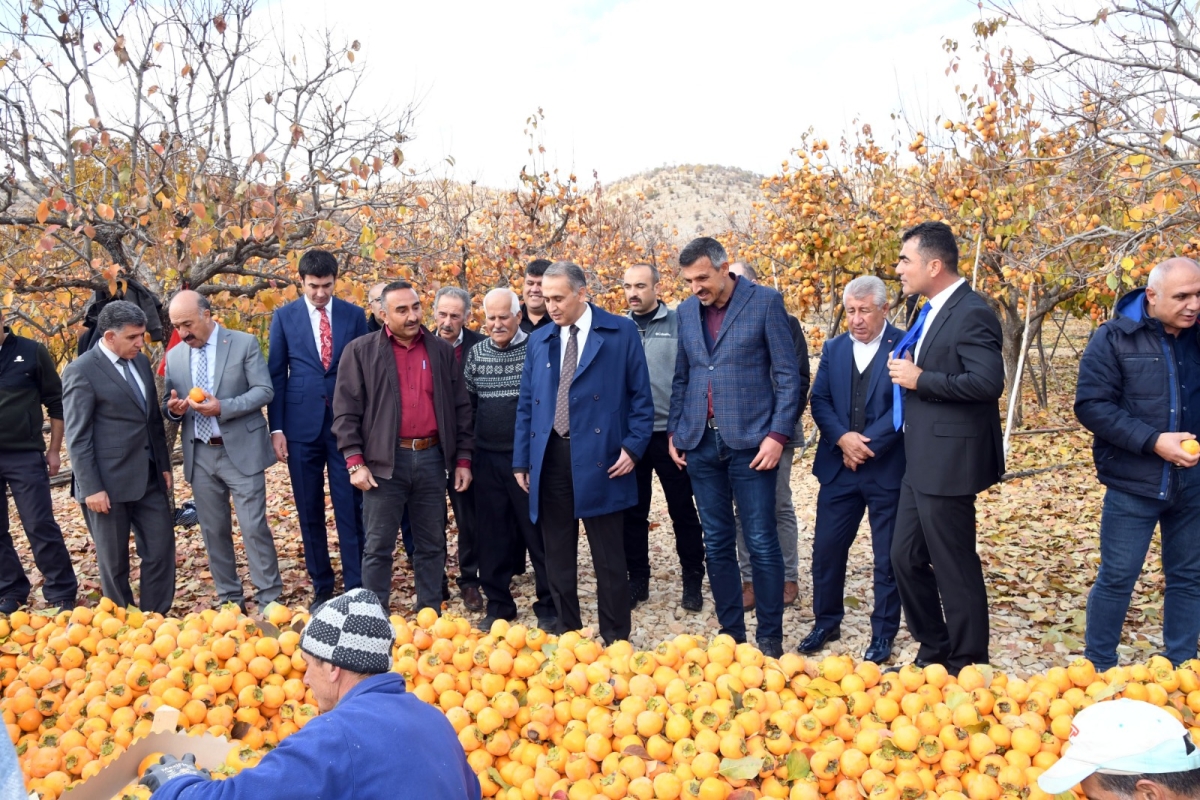 Gölbaşı Hurma Hasadı