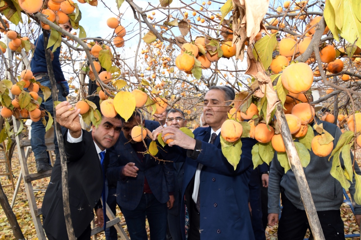 Gölbaşı Hurma Hasadı