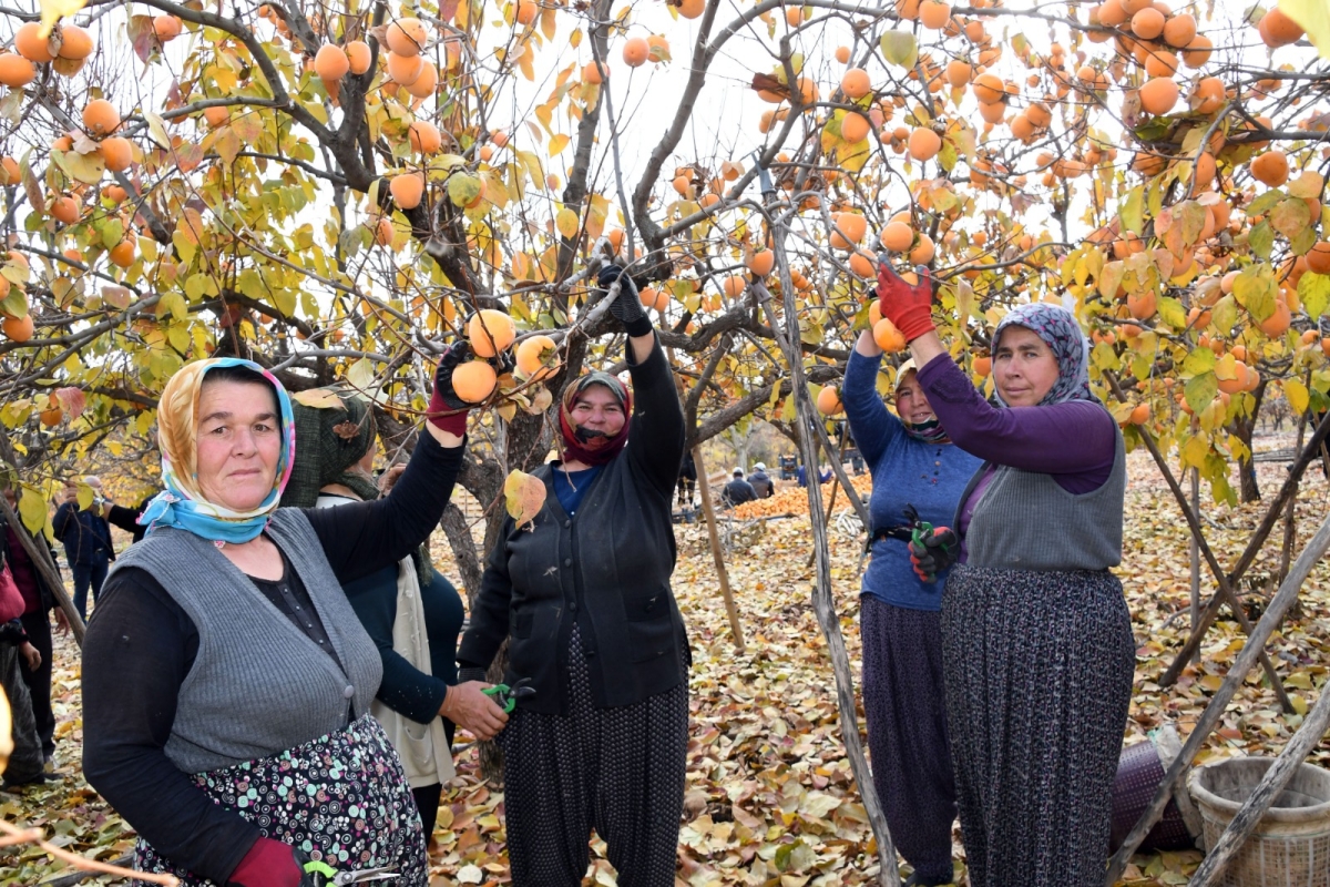 Gölbaşı Hurma Hasadı