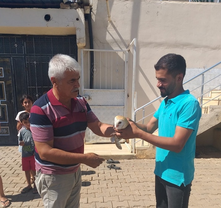 Bitkin halde bulunan peçeli baykuş tedavi altına alındı