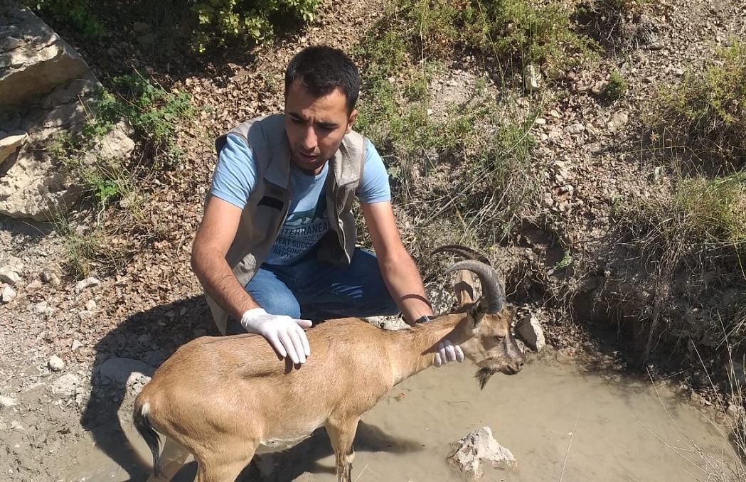 Yaban keçisi tedavisinin ardından doğaya salındı
