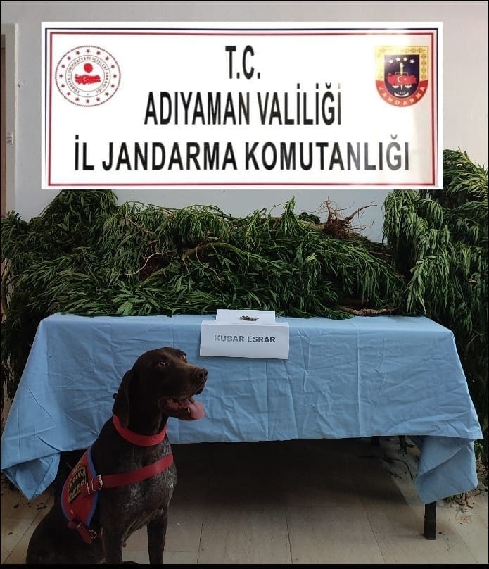 Adıyaman'da 63 kök kenevire 1 gözaltı