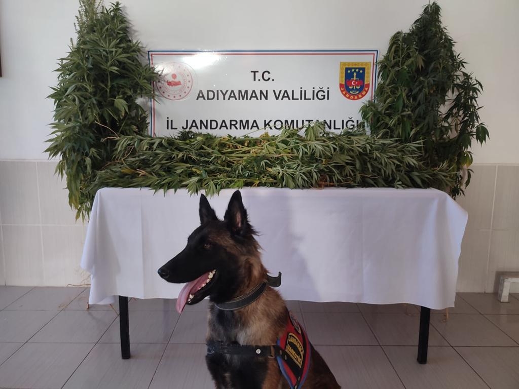 Çelikhan'da 46 kök kenevire 1 gözaltı