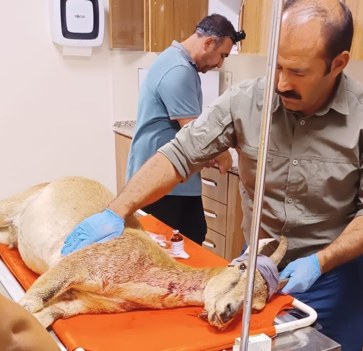 Kaçak avcılar tarafından yaralanan yaban keçisi telef oldu