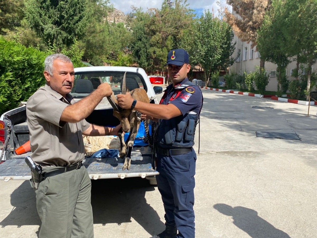 Jandarma ekipleri tarafından yaralı dağ keçisi bulundu