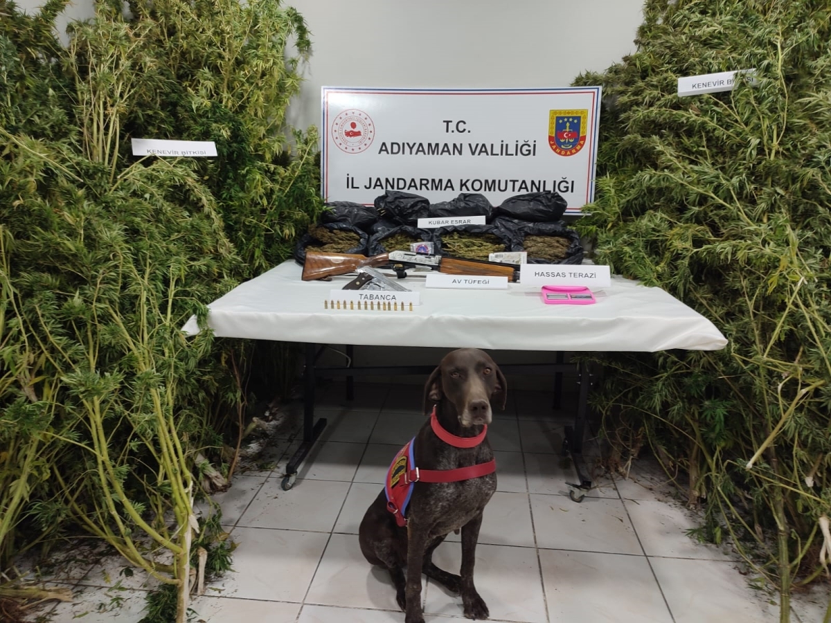 Gerger’de bahçedeki 45 kök kenevire: 2 gözaltı - Videolu Haber