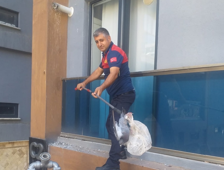 Pencere korkuluklarına sıkışan güvercin kurtarıldı
