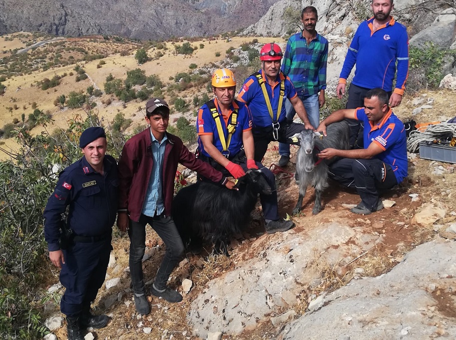 350 metre yükseklikte mahsur kalan 2 keçiyi AFAD ekipleri kurtardı