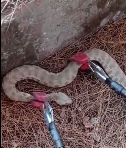 Engerek yılanı paniğe neden oldu