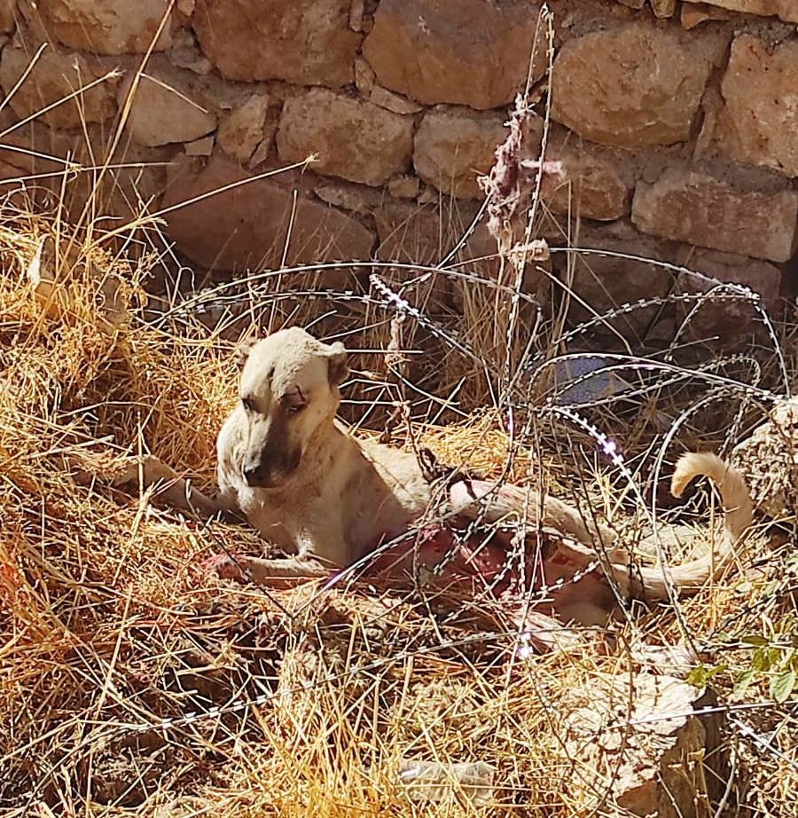 Jiletli tellere takılan köpek itfaiye ekipleri tarafından kurtarıldı