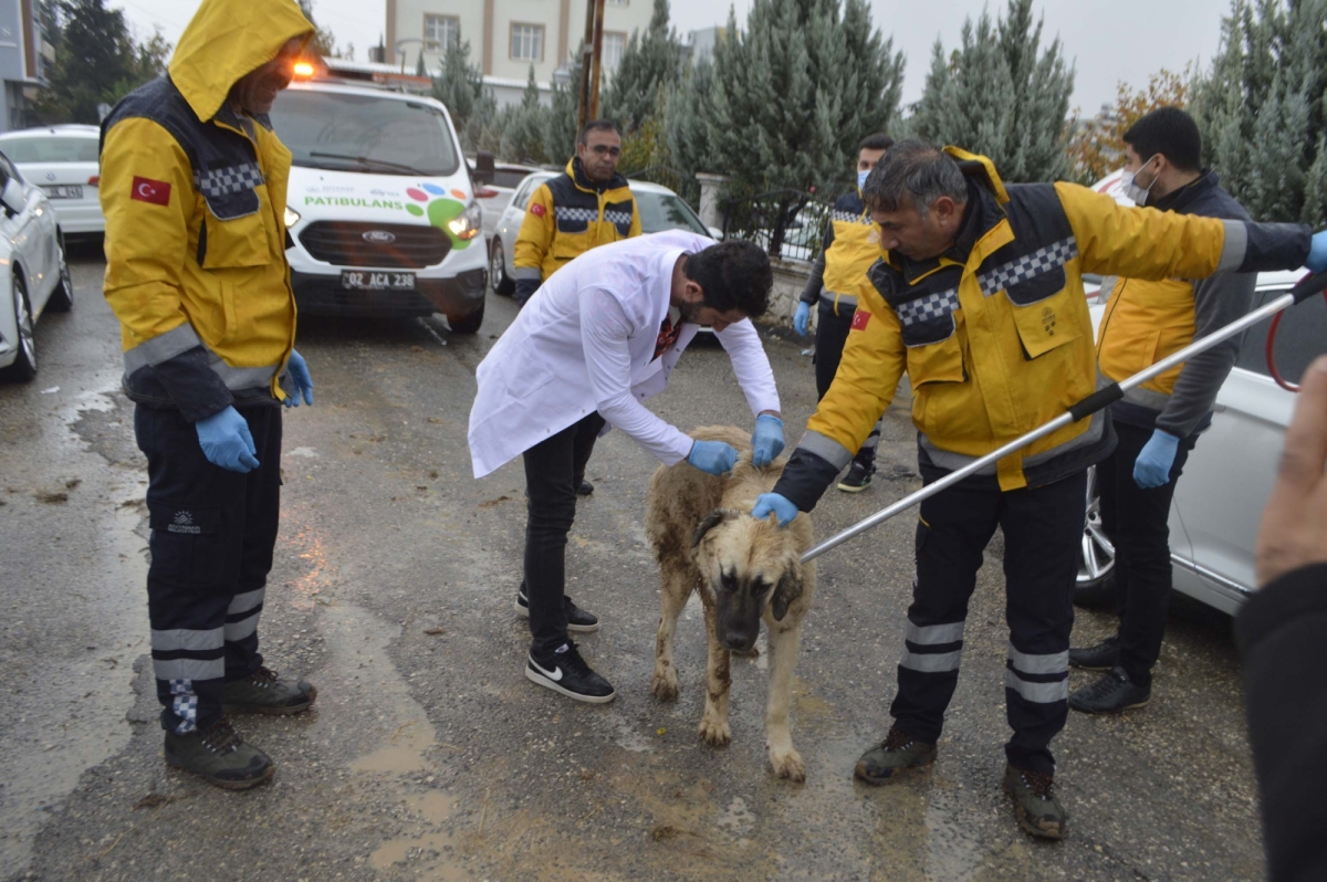 Adıyaman'da iki mahallede kuduz karantinası