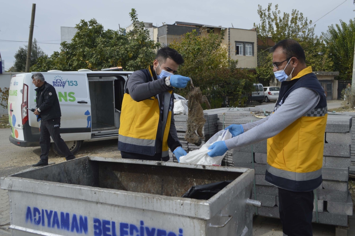 Adıyaman'da 4 kediyi öldürüp çöp konteynırına attılar - Videolu Haber
