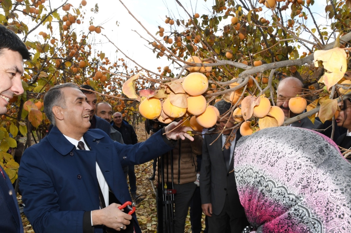 Gölbaşı’da 'Cennet Hurması' hasadı başladı