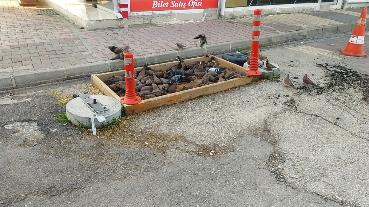 Güvercinler esnafların yolunu gözlüyor - Videolu Haber