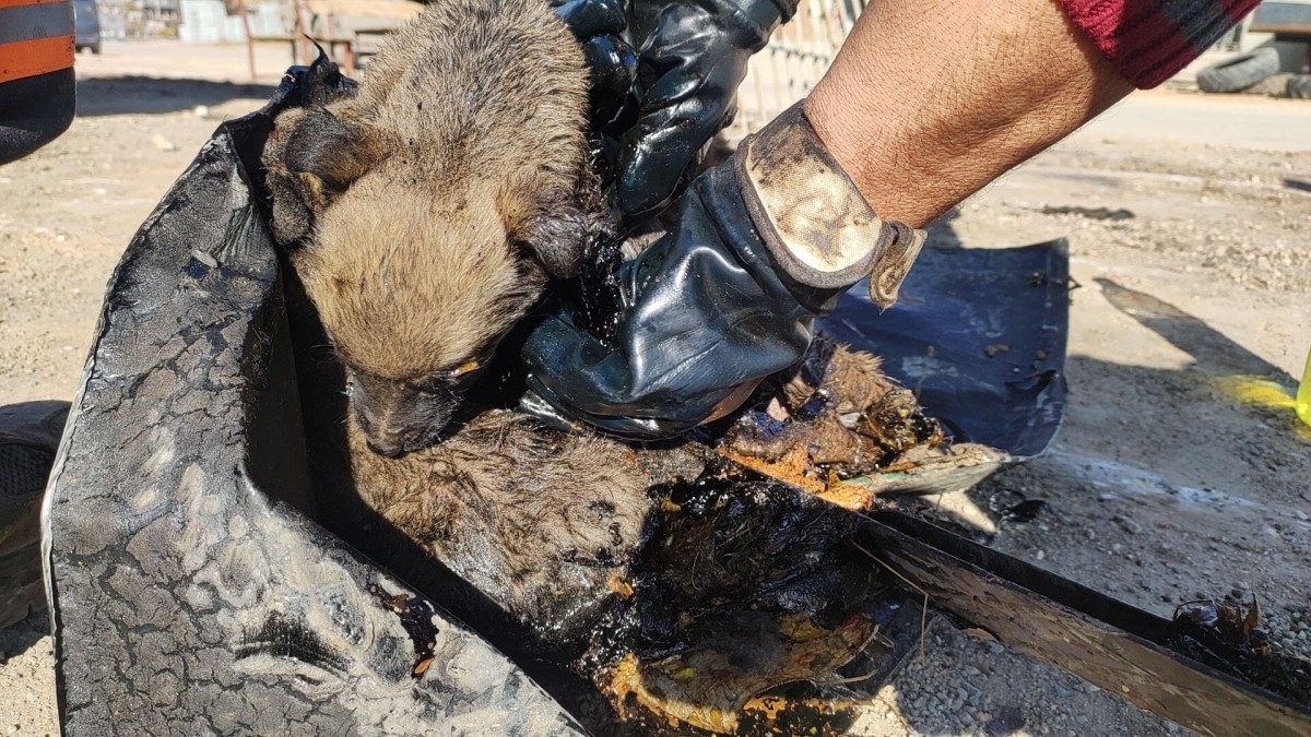 Zifte yapışan yavru köpekler kurtarıldı 
