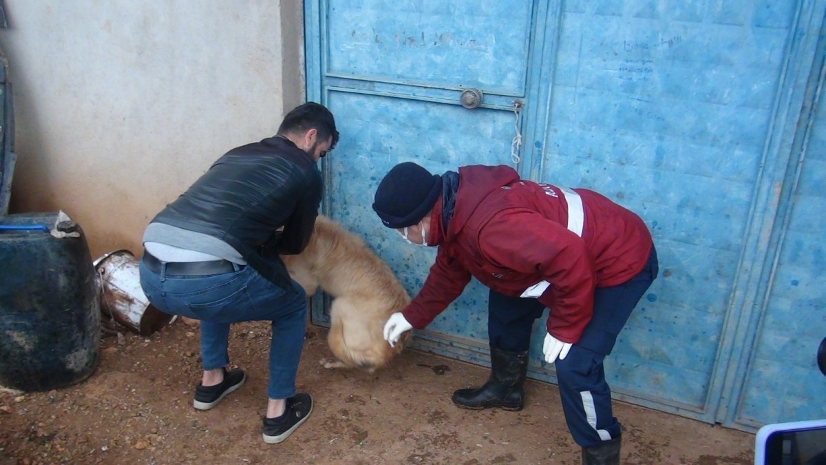 Karantinaya alınan köylerde aşılama çalışması başladı