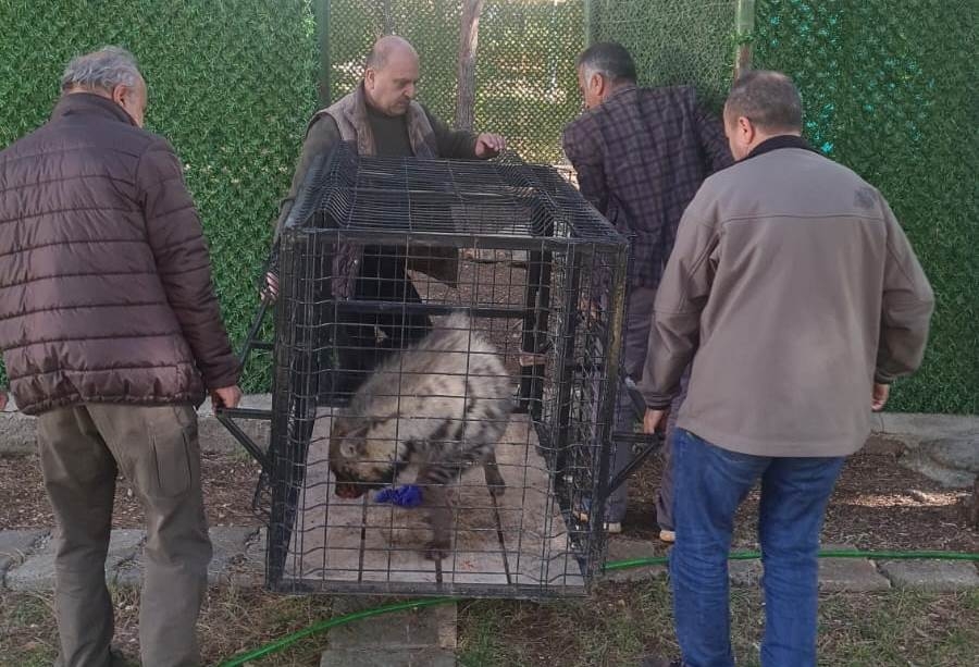 Nesli tükenme tehlikesi altında olan çizgili sırtlan koruma altına alındı  - Videolu Haber