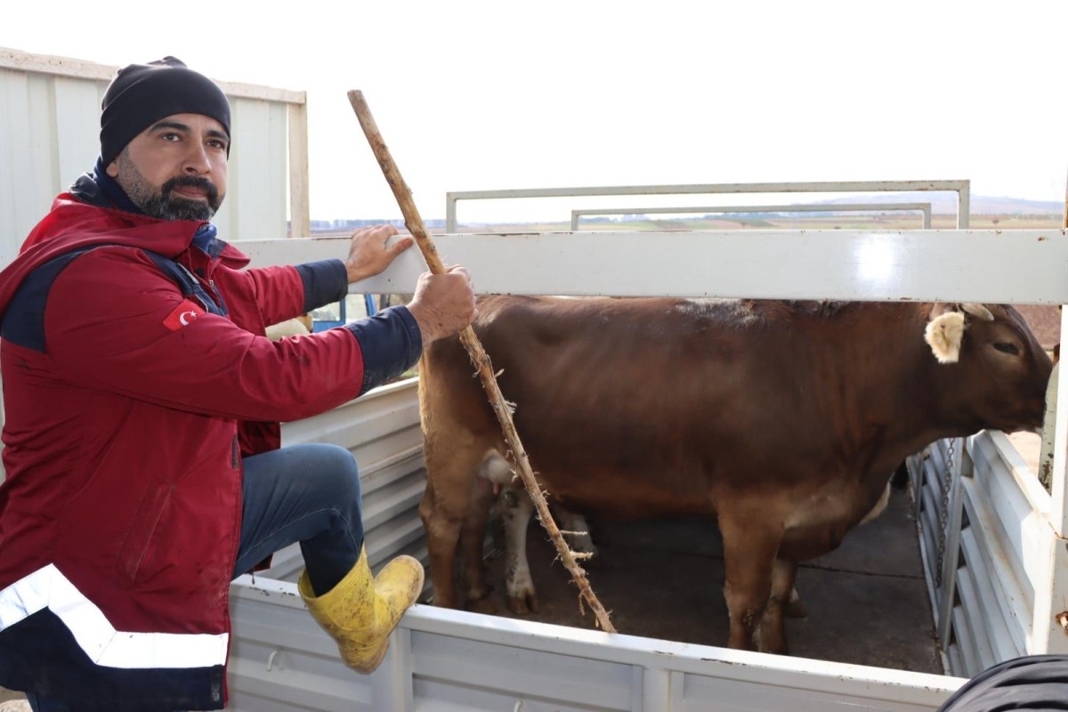 Çiftçilere 160 milyon değerindeki küçük ve büyükbaş hayvan dağıtıldı